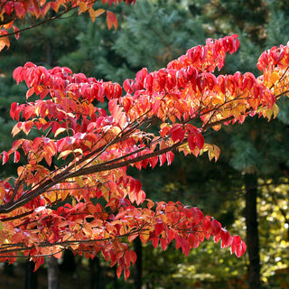 Greensleeves Dogwood