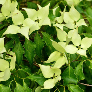Greensleeves Dogwood