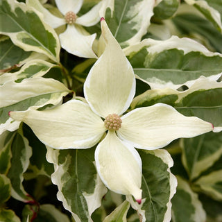 Summer Fun Kousa Dogwood