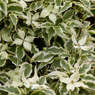 Summer Fun Kousa Dogwood