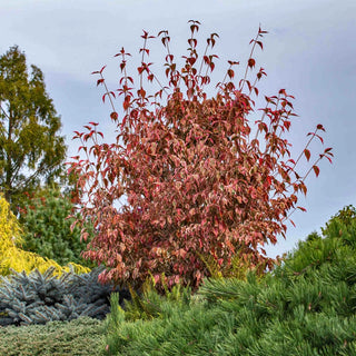 Summer Fun Kousa Dogwood