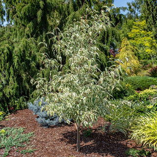 Summer Fun Kousa Dogwood