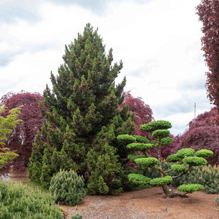 Black Dragon Japanese Cedar