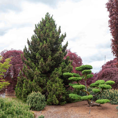 Black Dragon Japanese Cedar – Spring Hill Nurseries