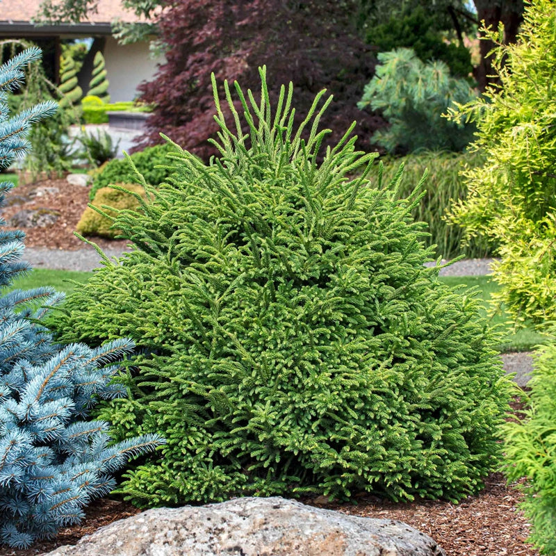 Dinger Japanese Cedar – Spring Hill Nurseries