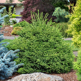 Dinger Japanese Cedar