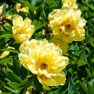 Sequestered Sunshine Itoh Peony