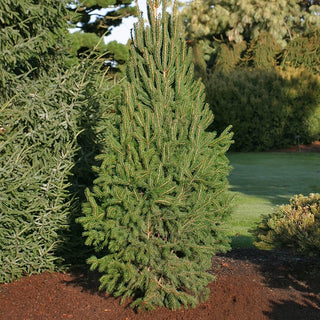 Cupressina Norway Spruce