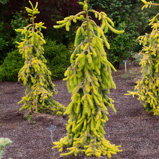 Gold Drift Norway Spruce