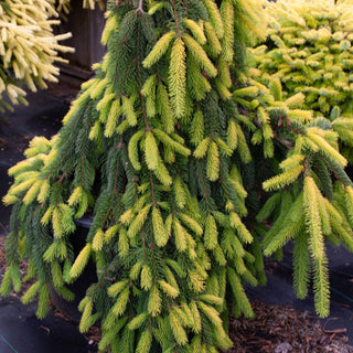 Gold Drift Norway Spruce