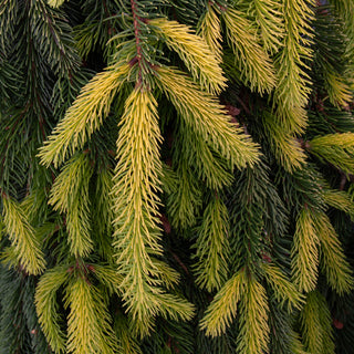 Gold Drift Norway Spruce