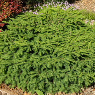 Little Gem Norway Spruce