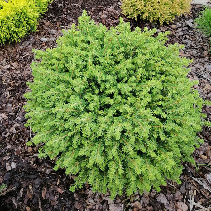 Little Gem Norway Spruce – Spring Hill Nurseries Little Gem Norway Spruce – Spring Hill Nurseries