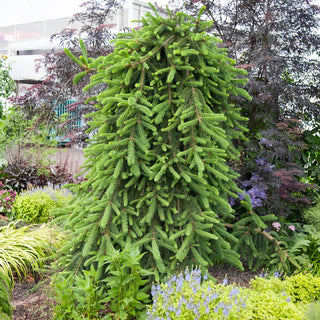 Weeping Norway Spruce
