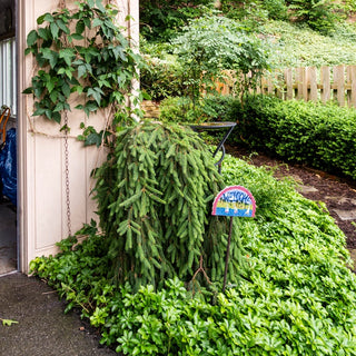 Weeping Norway Spruce