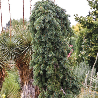 Weeping Norway Spruce