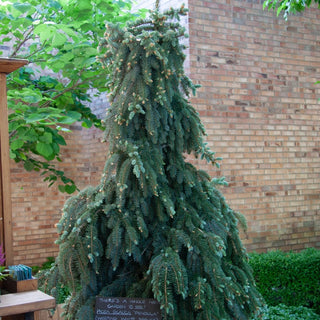 Weeping Norway Spruce