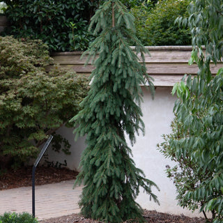 Weeping Norway Spruce