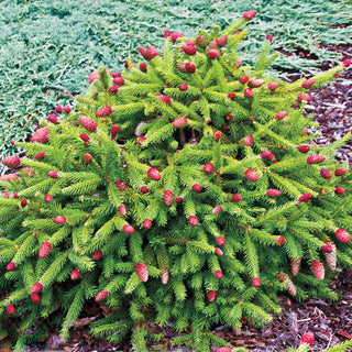 Pusch Norway Spruce