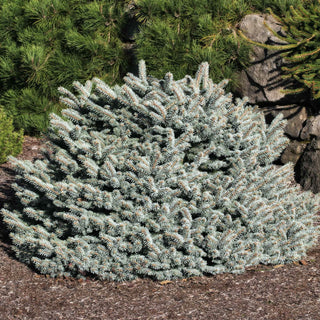 Globosa Blue Spruce