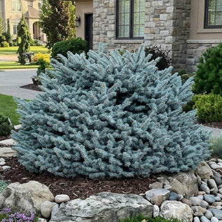 Globosa Blue Spruce