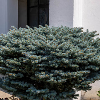 Globosa Blue Spruce