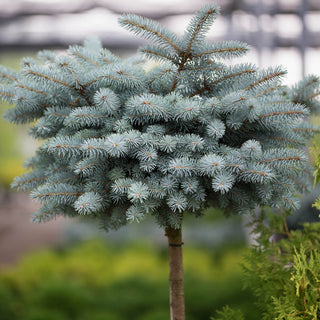 Globosa Blue Spruce
