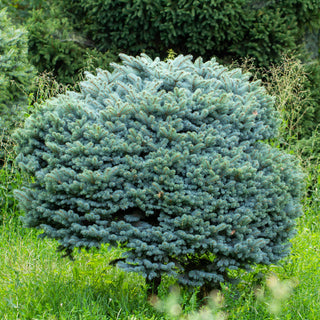 Globosa Blue Spruce