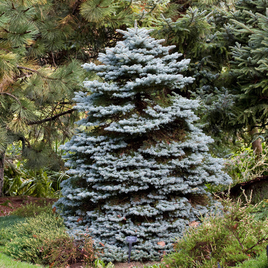 Montgomery Blue Spruce | Picea pungens 'Montgomery' | Zone 3-7
