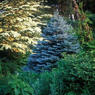 Montgomery Blue Spruce
