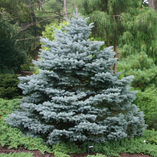Montgomery Blue Spruce