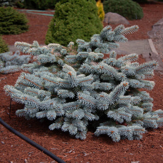 Spring Gold Colorado Spruce