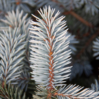 Spring Gold Colorado Spruce