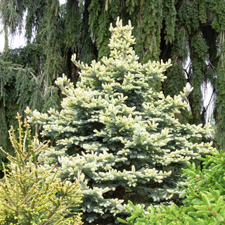 Spring Gold Colorado Spruce