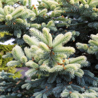 Spring Gold Colorado Spruce