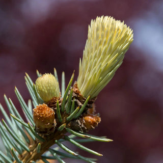 Spring Gold Colorado Spruce