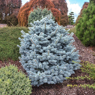 Zafiro Blue Spruce