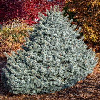 Zafiro Blue Spruce
