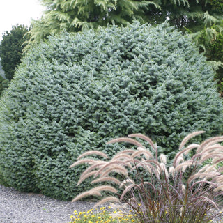 Papoose Sitka Spruce