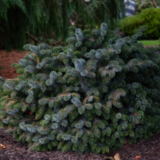 Silberzwerg Sitka Spruce