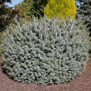 Silberzwerg Sitka Spruce