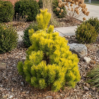 Wintersonne Pine