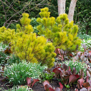 Wintersonne Pine