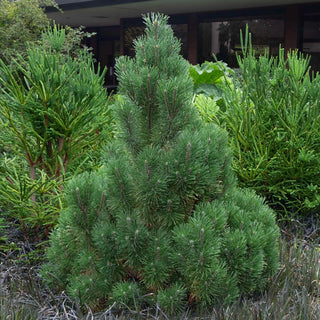 Wintersonne Pine