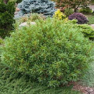 Mini Twists Eastern White Pine