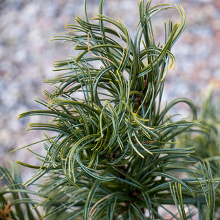 Mini Twists Eastern White Pine