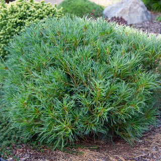 Mini Twists Eastern White Pine