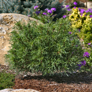 Mini Twists Eastern White Pine