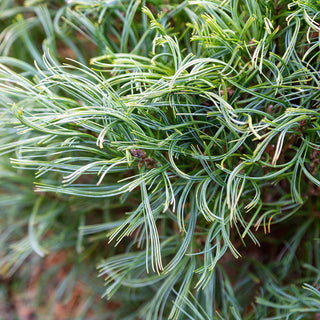 Mini Twists Eastern White Pine