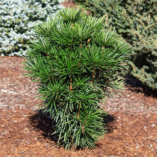Green Star Japanese Umbrella Pine